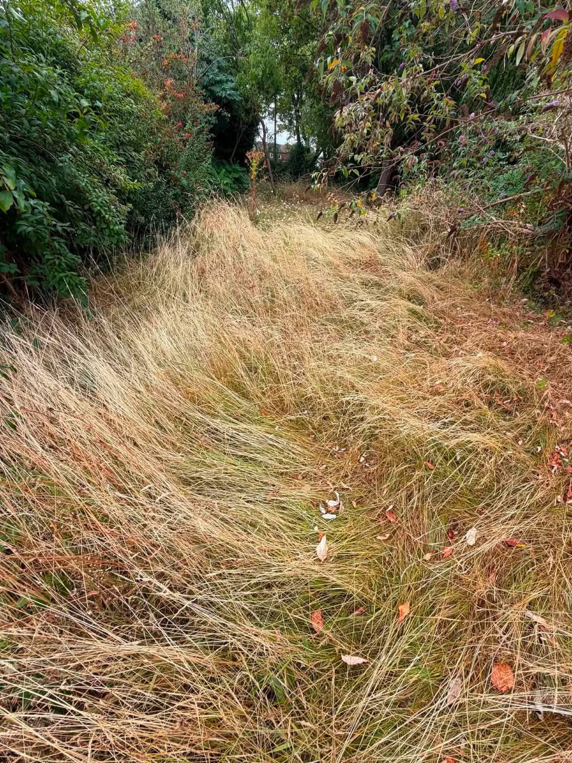 Overgrown garden path with knee-high grass gone to seed, before The Lawn Lads visited